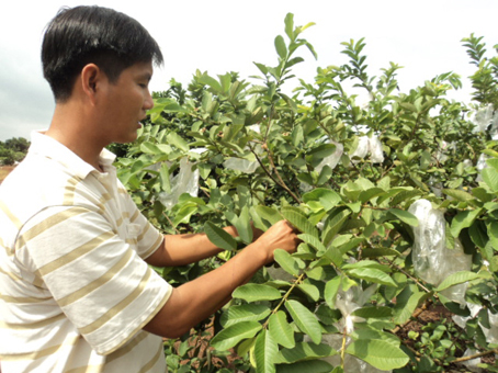 Anh Văn Thành Toàn bên vườn ổi của mình. Ảnh: N.SƠN