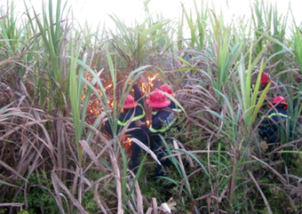 Khi nông dân bỏ mía