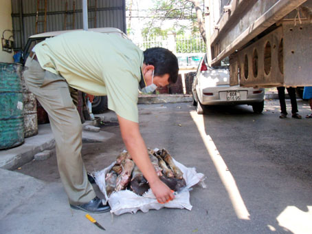 Số chân trâu, bò đã bốc mùi hôi thối.