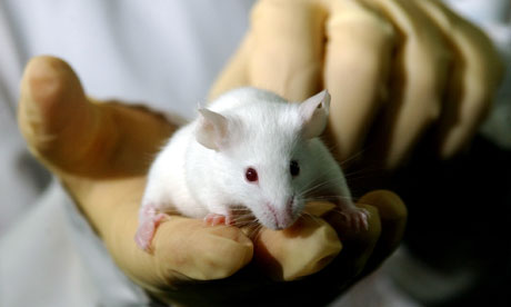 Transplanted cells allow mice with night blindness to see in dark