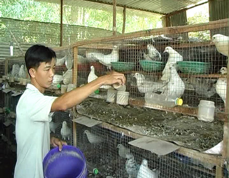 Anh Quách Thành Nguyên đang cho bồ câu ăn. Ảnh: C.Tài