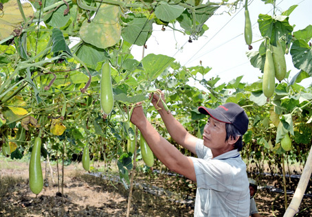 Anh Hoàng Đình Hậu ở  xã Suối Nho, huyện Định Quán mạnh dạn đầu tư mở rộng diện tích  trồng bầu lên 1,2 hécta.        Ảnh: V. Nam