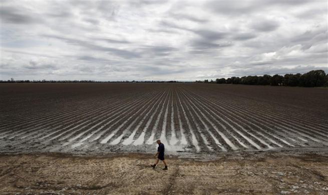 Irrigation farmer Wayne Newton walks along the edge of a newly planted cotton crop on his farm near Dalby, 180 km (112 miles) west of Brisbane