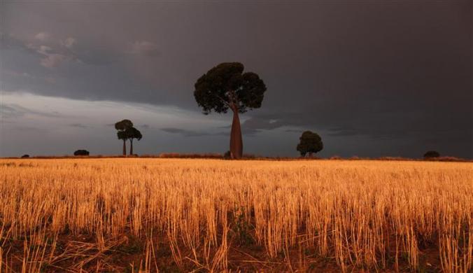 Freshly cut wheat stands under approaching storm clouds on a property owned by farmer Scott Wason near Roma, 430 km (267 miles) west of Brisbane, Australia