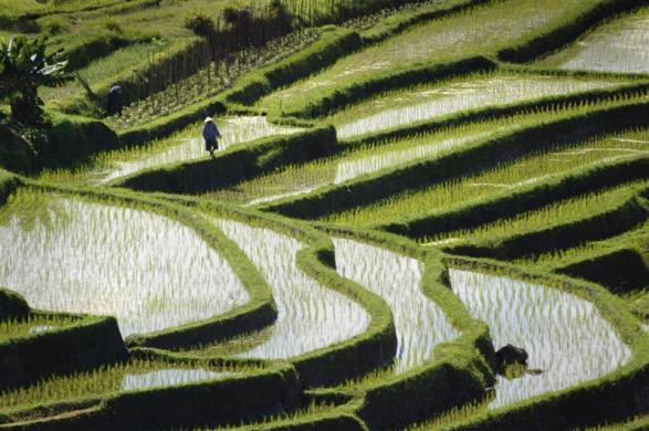 Rice is planted in graceful terraced paddies near Jatiluwih in central Bali