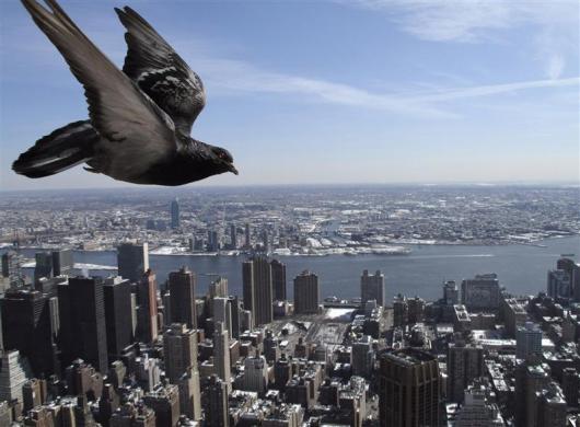 A pigeon flies over New York