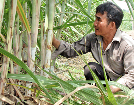 Nông dân xã Mã Đà, huyện Vĩnh Cửu đang chăm sóc mía.