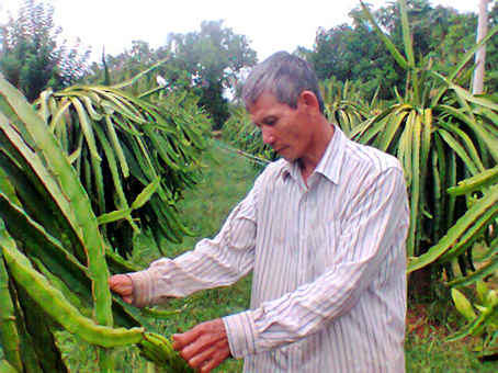 Ông Đoàn Trung Ngọc trong vườn thanh long ruột đỏ của mình. Ảnh: H. GIANG