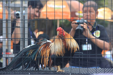 Lần đầu tổ chức Hội thi gà đẹp Đất Việt 30-4