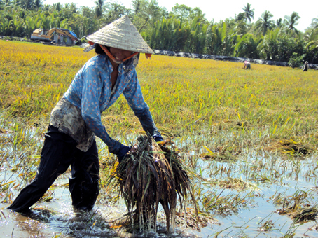 Thợ gặt trên những thửa ruộng ngập nước.