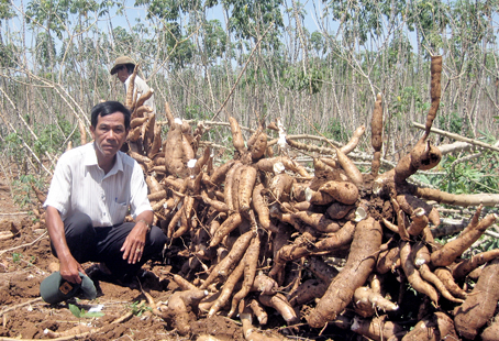     Thu hoạch mì cao sản tại vườn ông Hồ Sáu.