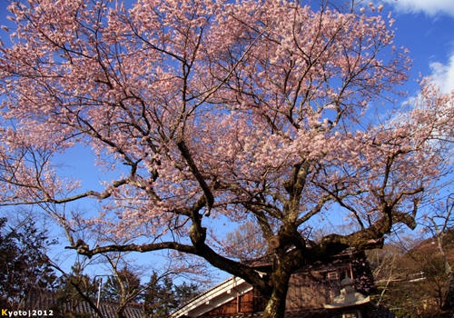 Một cây hoa Anh Đào lâu đời tại Kyoto.