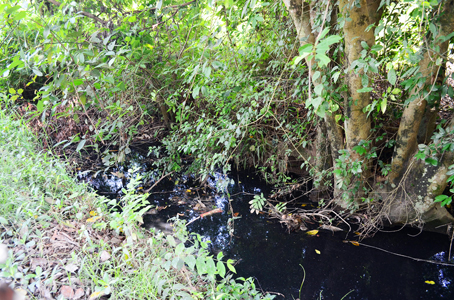 Sông Đồng Nai kêu cứu