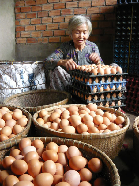 Sản xuất trứng gà tại một cơ sở  ở huyện Xuân Lộc.
