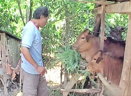 Ông Kim Văn Rao đang cho đàn bò ăn cỏ.                                       Ảnh: Y. NHI