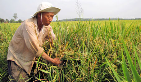 Đất trồng lúa quản lý chặt chẽ. Ảnh: H. Giang