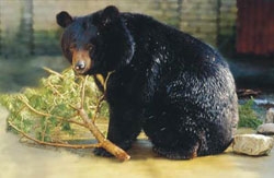 A moon bear is rehabilitated at Cat Tien Bear Sanctuary in Dong Nai Province. The sanctuary aims at protecting bears from being trafficked or raised in household cages.