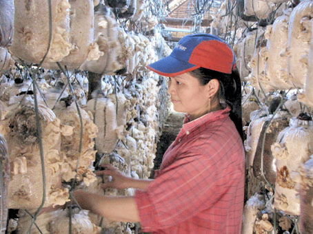 Gia đình chị Xoan ở xã Sông Trầu, huyện Trảng Bom trồng nấm mèo đạt hiệu quả cao. Ảnh: H. Giang