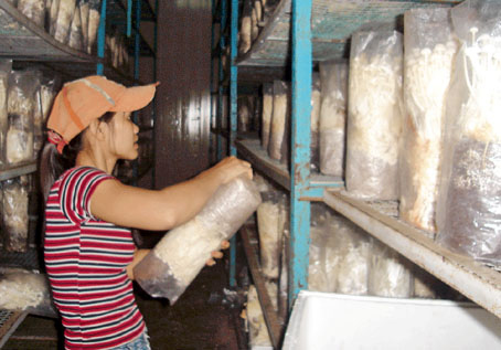 Nấm kim châm được trồng ở xã Tây Hòa, huyện Trảng Bom.