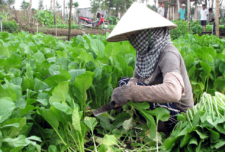 Sản xuất rau an toàn ở Câu lạc bộ rau Phú Lâm, xã Phú Lâm (huyện Tân Phú). Ảnh: H. GIANG