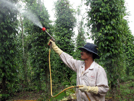 Anh Nguyễn Văn Thanh ở ấp 8, xã Sông Trầu (huyện Trảng Bom) đang phun thuốc phòng trừ sâu bệnh cho cây tiêu.          Ảnh: H. Giang