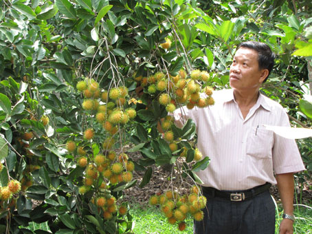 Một vườn chôm chôm ở xã Lộc An, huyện Long Thành. Ảnh: K.MINH