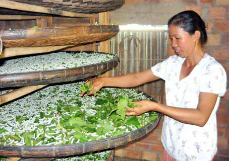 Đắk Lua hồi sinh nghề trồng dâu, nuôi tằm