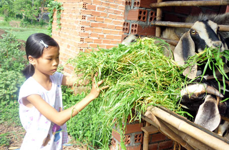 Mai Thị Minh Thi chăm đàn dê phụ gia đình. Ảnh: D.Q