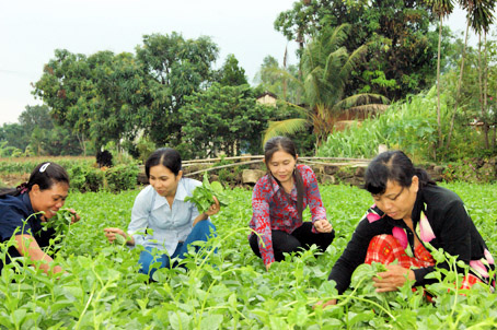 Chị Ngọc Hạnh (thứ 2, từ phải sang) thăm, động viên chị em trong Câu lạc bộ “Trồng rau sạch”.