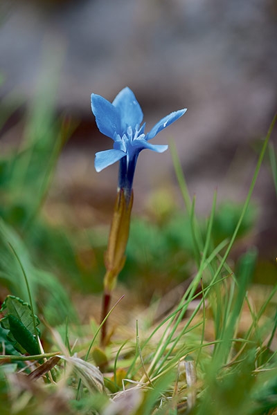 Spring gentian