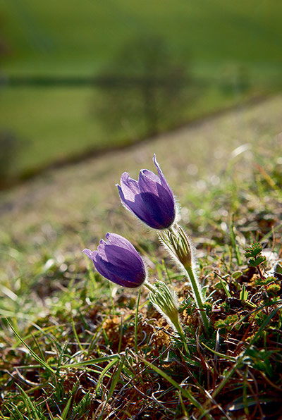 Pasqueflower