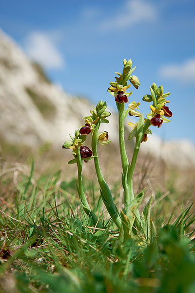 Early spider orchid