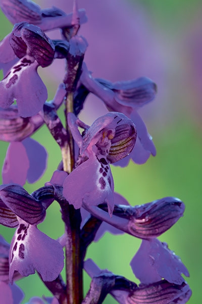 Green-winged orchid