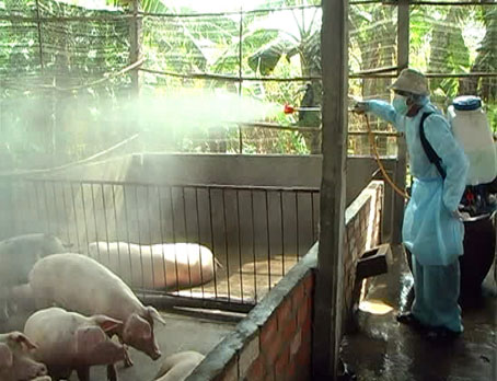 Tiêm phòng gần 50 ngàn liều vaccine heo tai xanh