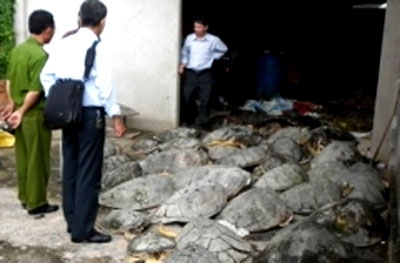 As many as 43 sea turtles caught being slaughtered at the house of Nguyen Ngoc Dong Anh in Trang Bom District on July 3, 2012. 