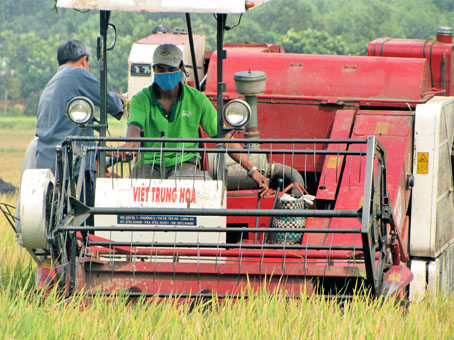 Toàn tỉnh mới có trên 70 máy gặt đập liên hợp. Trong ảnh: Thuê máy gặt đập thu hoạch lúa tại xã Tân An (huyện Vĩnh Cửu).                                                      Ảnh: H. GIANG