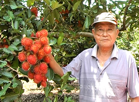 Ông Nguyễn Văn Bé  bên vườn chôm chôm đang thu hoạch.