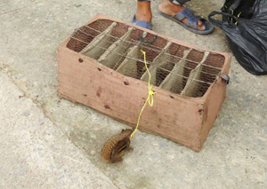 Bán thú hoang dã trên đường