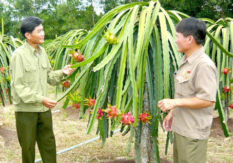 Thương binh Nguyễn bá Ngọ (trái) bên vườn thanh long