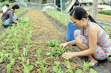 Hoạt động của Tổ phụ nữ sản xuất rau sạch phường Trảng Dài (TP.Biên Hòa). Ảnh: N.Sơn