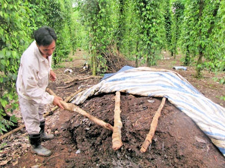 Ủ phân hữu cơ bón cho tiêu ở xã Sông Trầu (huyện Trảng Bom). Ảnh: H. Giang