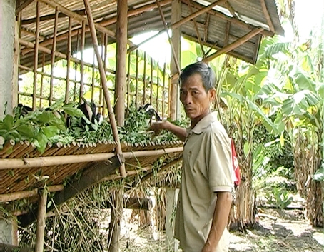 Anh Nguyễn Văn Nam đang cho dê ăn cỏ.