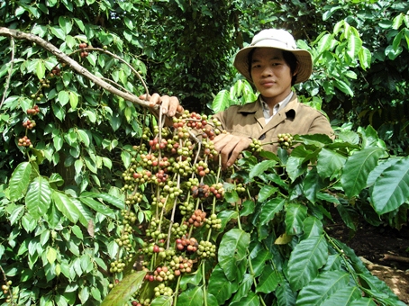 Thu hoạch cà phê. Ảnh: H. Giang