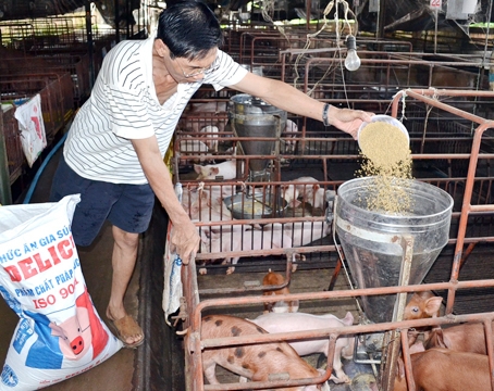 Giá cám tăng do Thông tư 66 sẽ làm tăng sức ép đối với ngành chăn nuôi. Trong ảnh: Một chủ trại nuôi heo sữa ở xã Gia Tân, huyện Thống Nhất. Ảnh: K. Giới