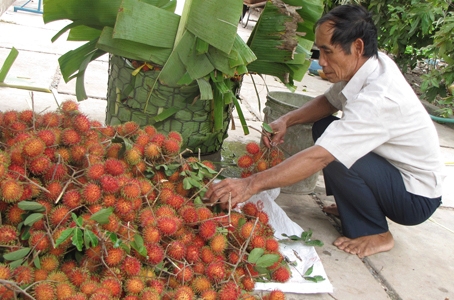 Thu hoạch chôm chôm tại nhà vườn ở xã Lộc An (huyện Long Thành).