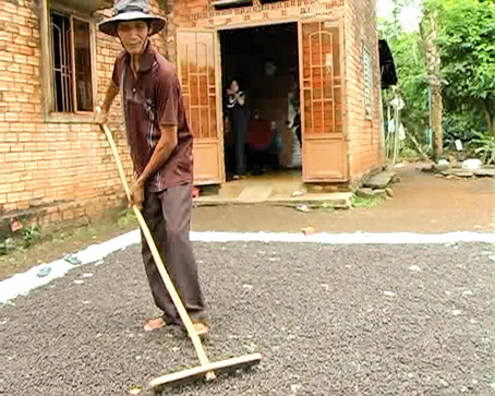 Ông Thổ Nhiên phơi cà phê.