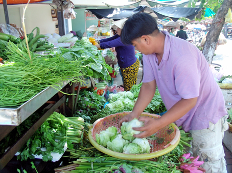 Giá rau xà lách Đà Lạt hiện đang đứng ở mức kỷ lục 70 ngàn đồng/kg. Ảnh: B.Nguyên