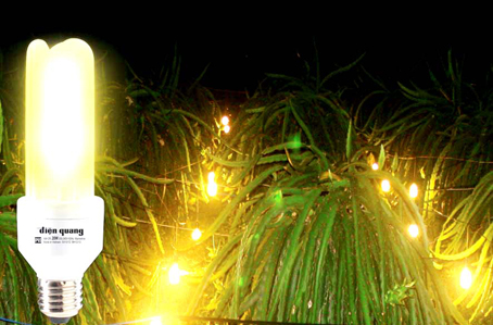 Đèn compact chống ẩm được sử dụng để thắp sáng cho cây thanh long. Ảnh: T. Nhân