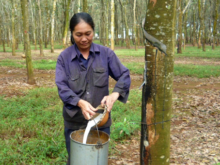 Khai thác mủ ở nông trường thuộc Tổng công ty cao su Đồng Nai.