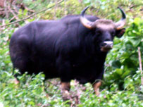Rare gaur killed in Cat Tien National Park
